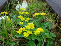 �N�₩�ȃ����E�L���J